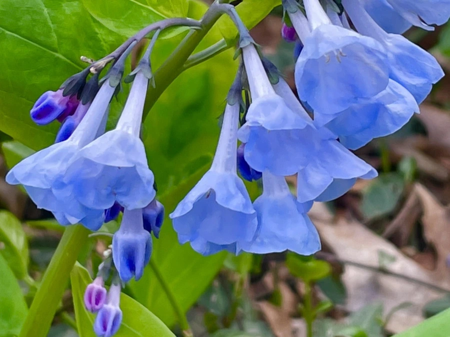 IMG_1139.jpg?type=w966