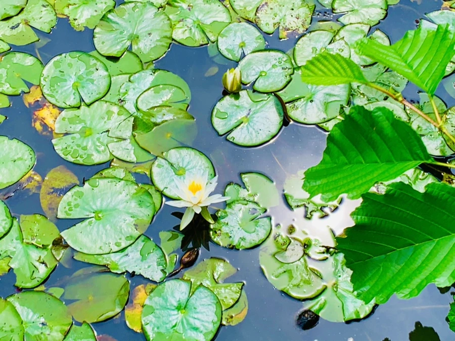 IMG_9255.jpg?type=w966