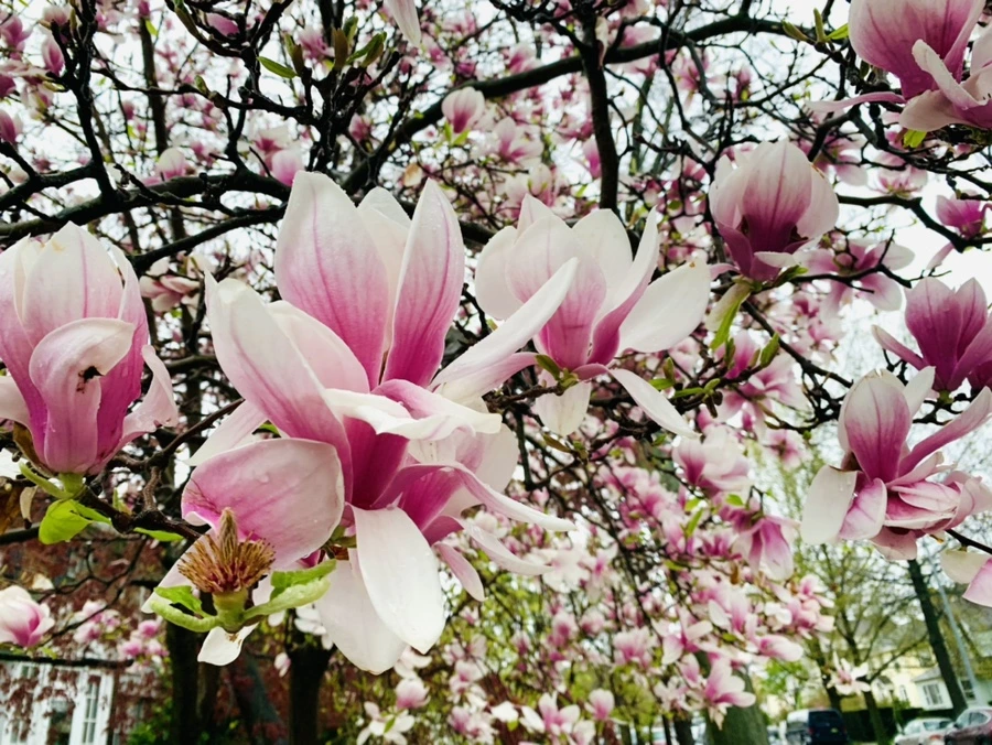 IMG_2356.jpg?type=w966