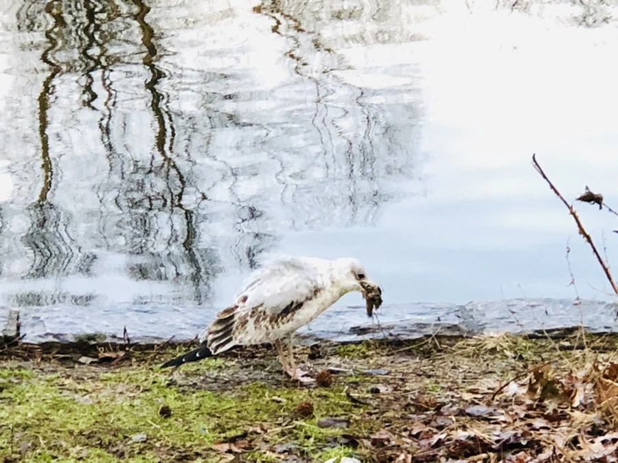 IMG_9126.jpg?type=w966