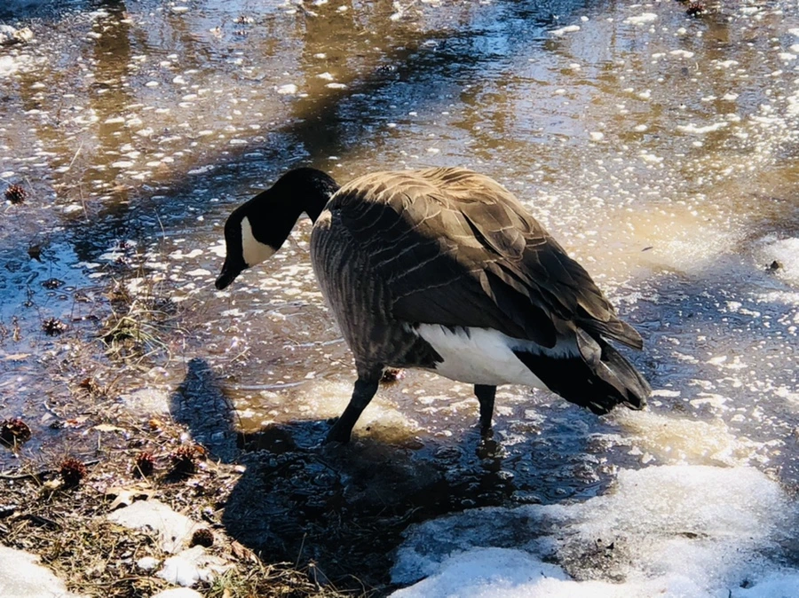 IMG_4535.jpg?type=w966