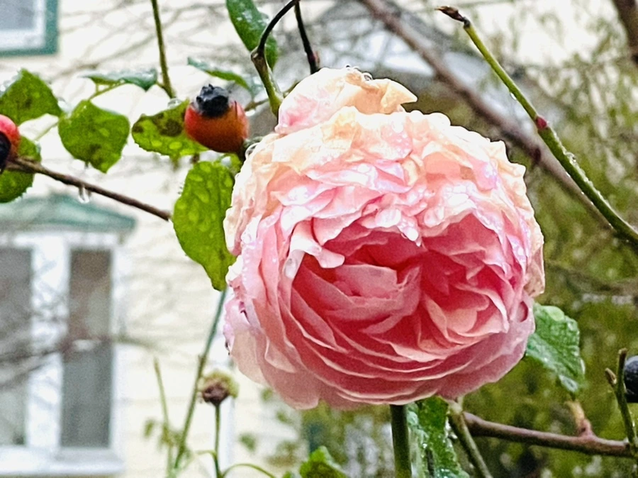 IMG_6374.jpg?type=w966