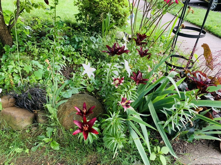 IMG_7323.jpg?type=w966