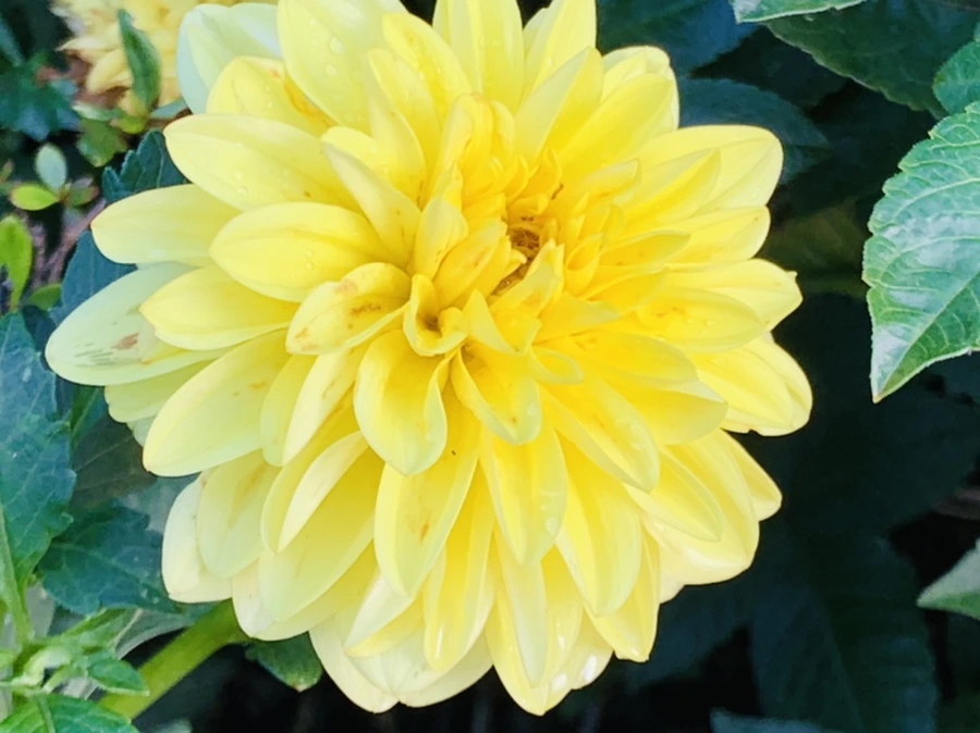 IMG_7052.jpg?type=w966