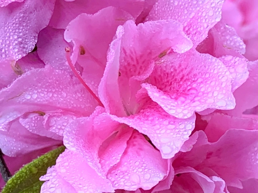 IMG_9684.jpg?type=w966