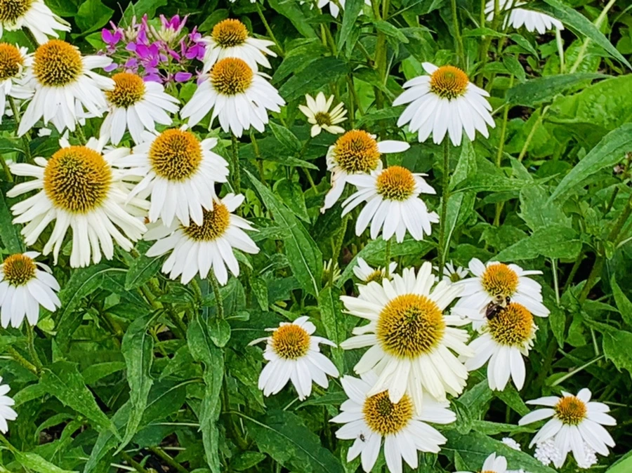 IMG_0382.jpg?type=w966