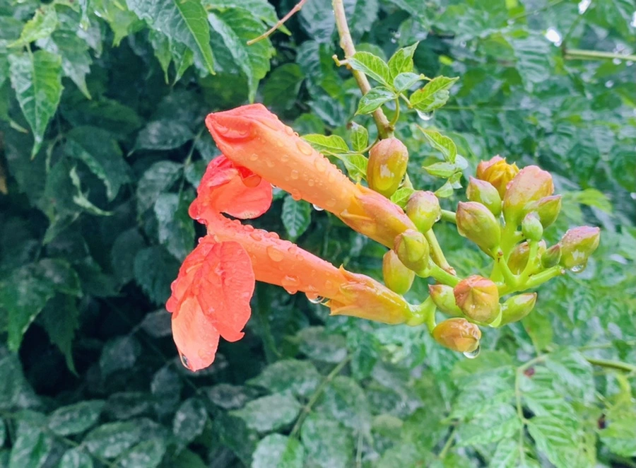 IMG_0006.jpg?type=w966