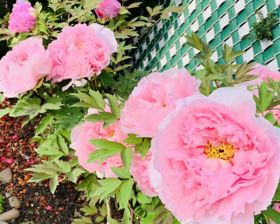 IMG_9097.jpg?type=w966