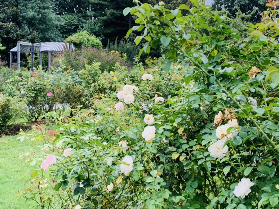 IMG_6935.jpg?type=w966