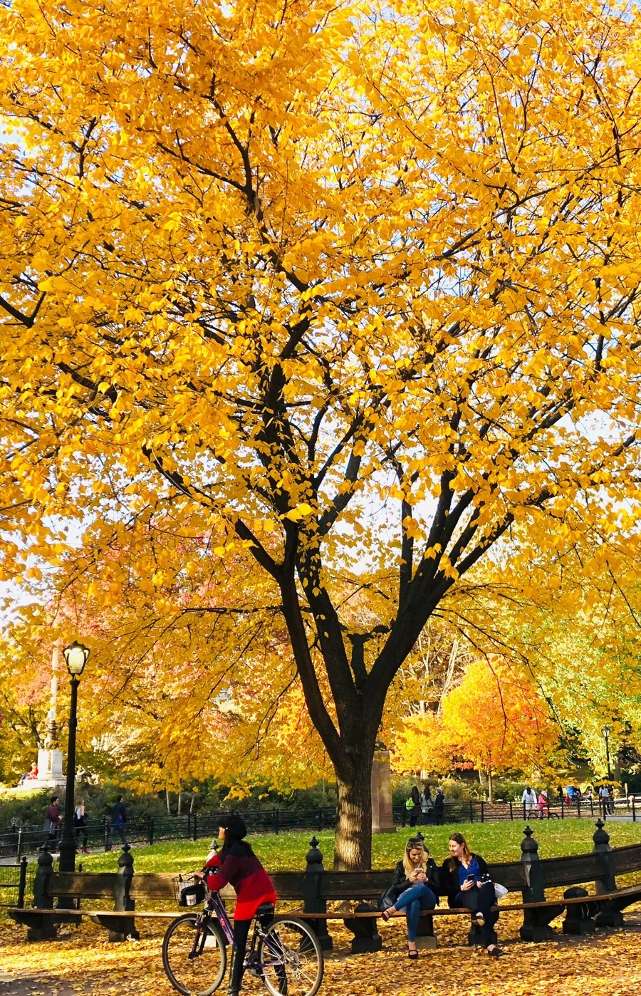 IMG_7517.jpg?type=w966