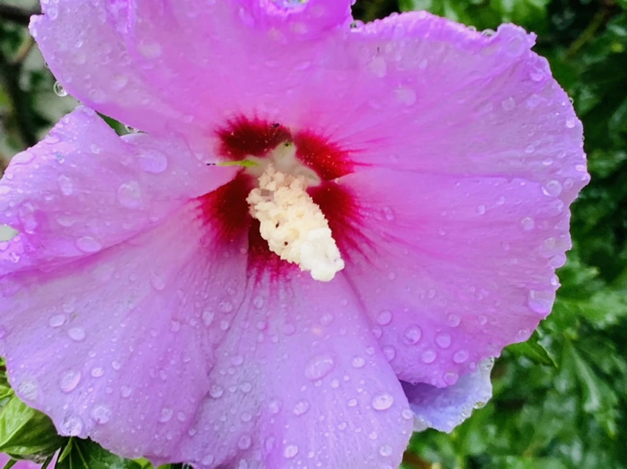 IMG_3824.jpg?type=w966