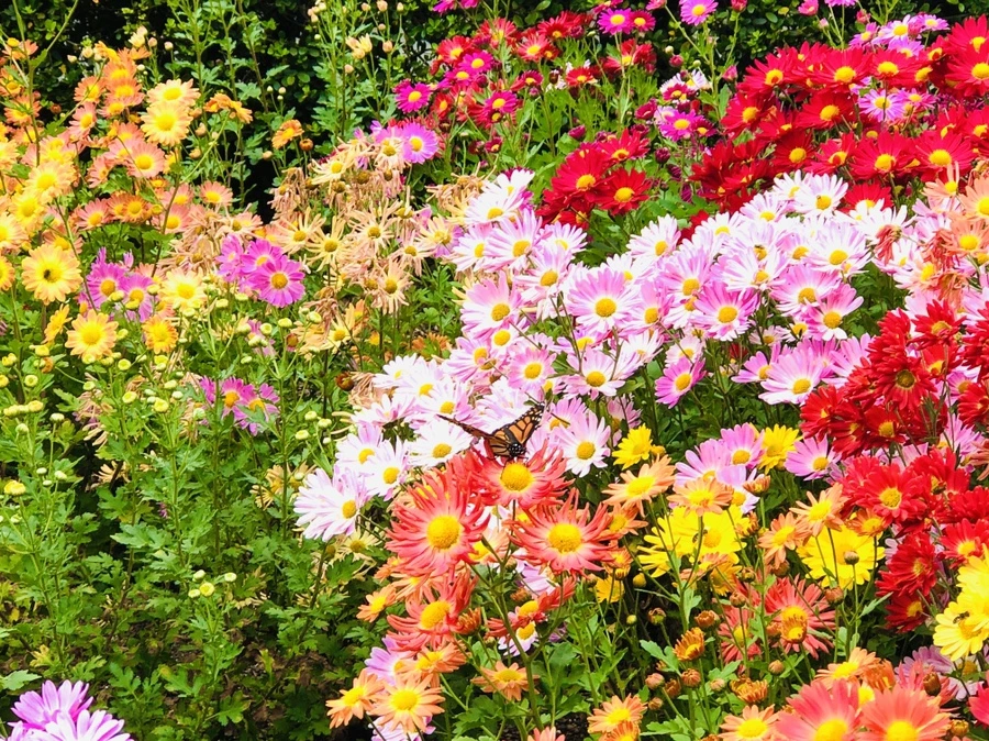 IMG_2478.jpg?type=w966