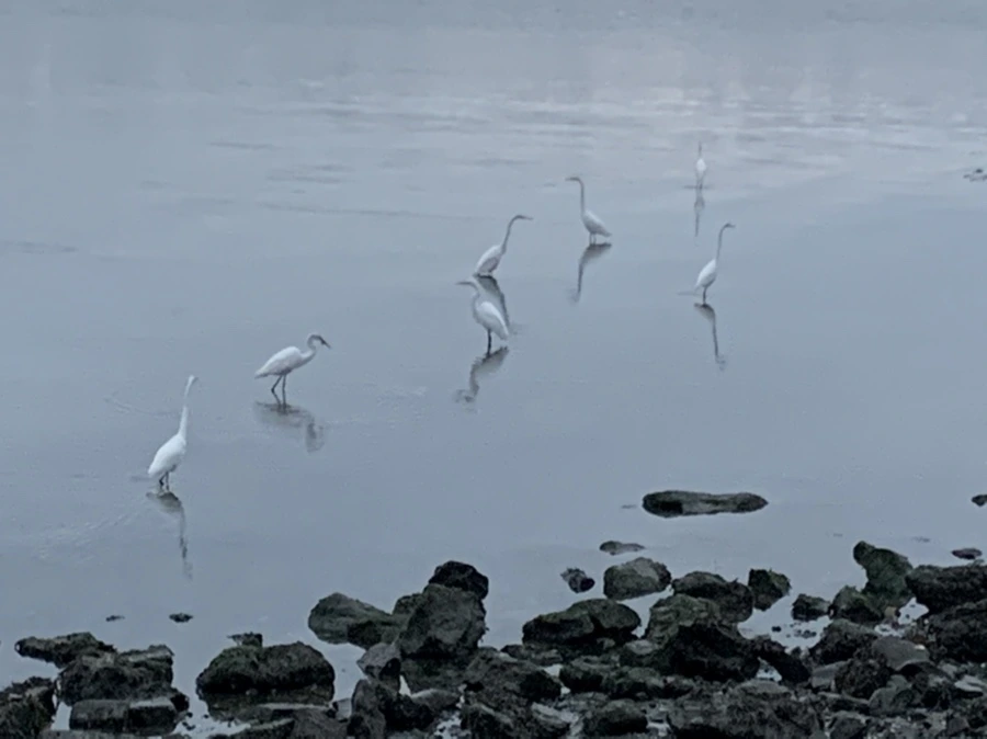 IMG_9656.jpg?type=w966