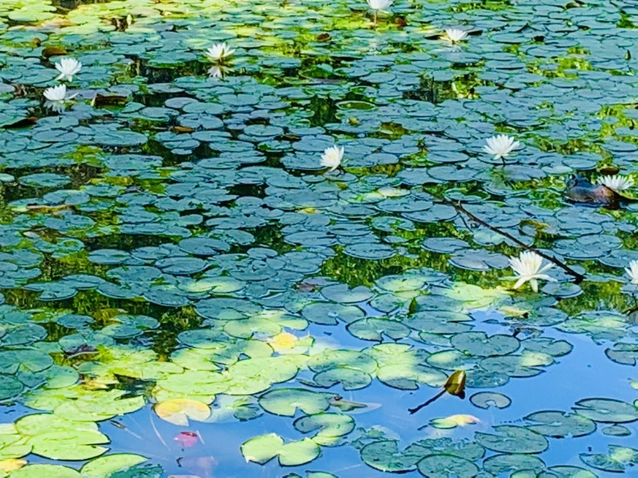 IMG_1293.jpg?type=w966