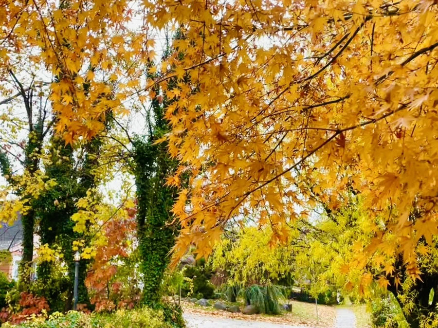 IMG_6085.jpg?type=w966