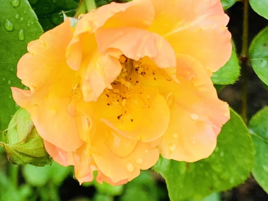 IMG_0983.jpg?type=w966