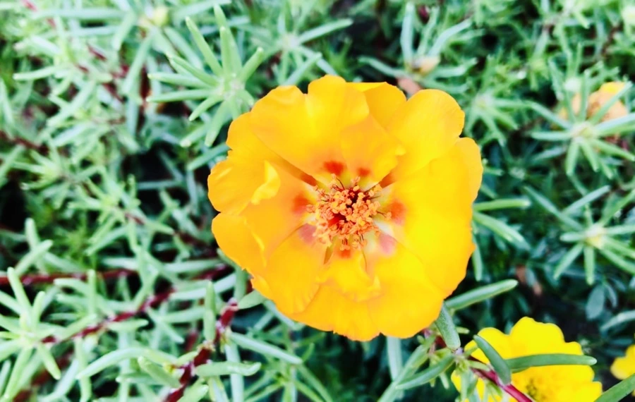 IMG_1455.jpg?type=w966