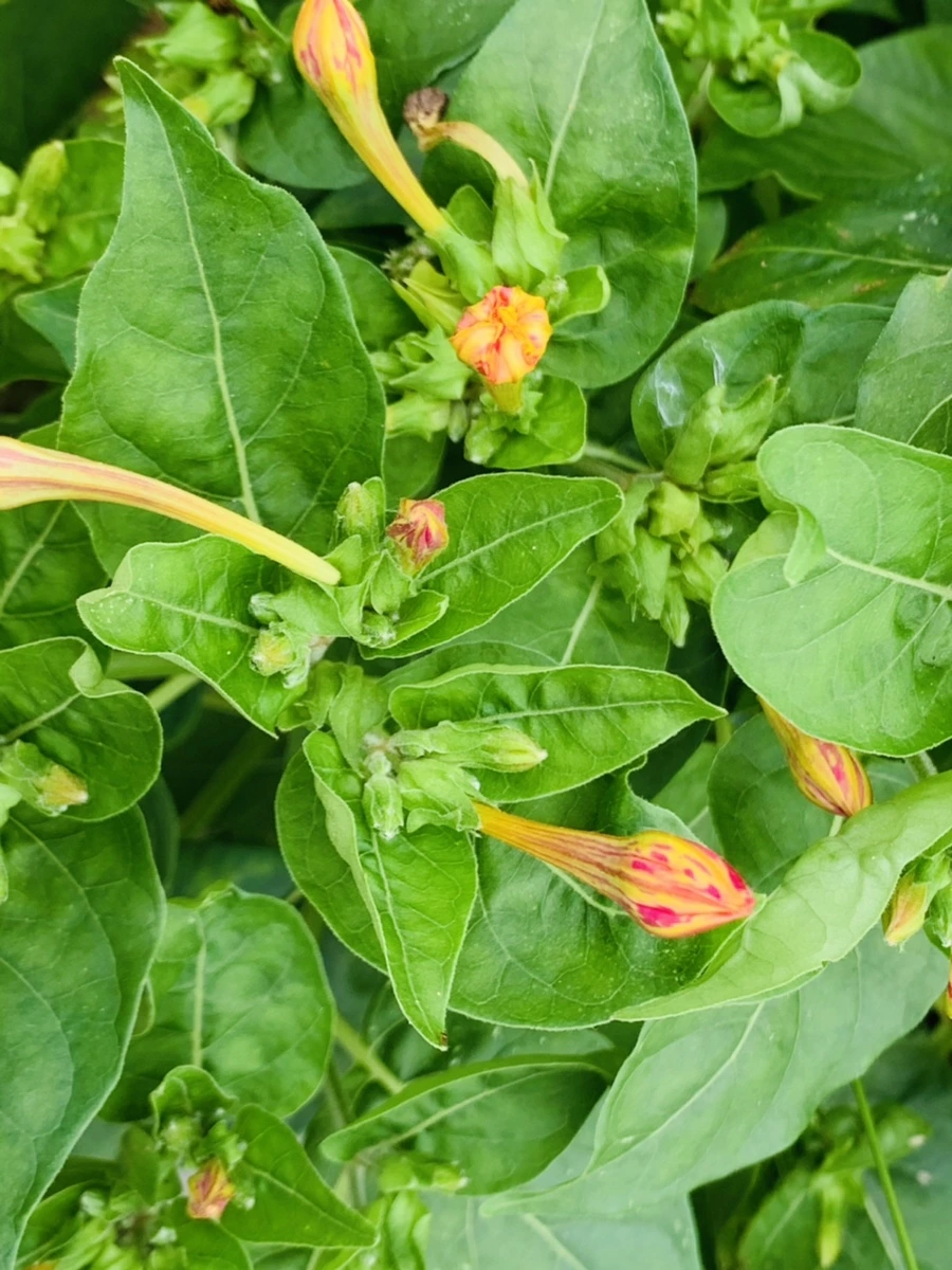 IMG_6055.jpg?type=w966