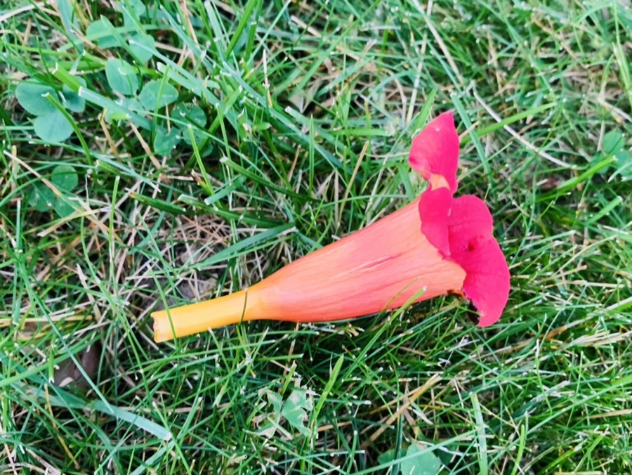 IMG_7456.jpg?type=w966