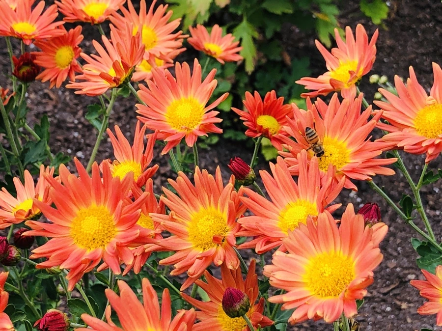 IMG_1826.jpg?type=w966