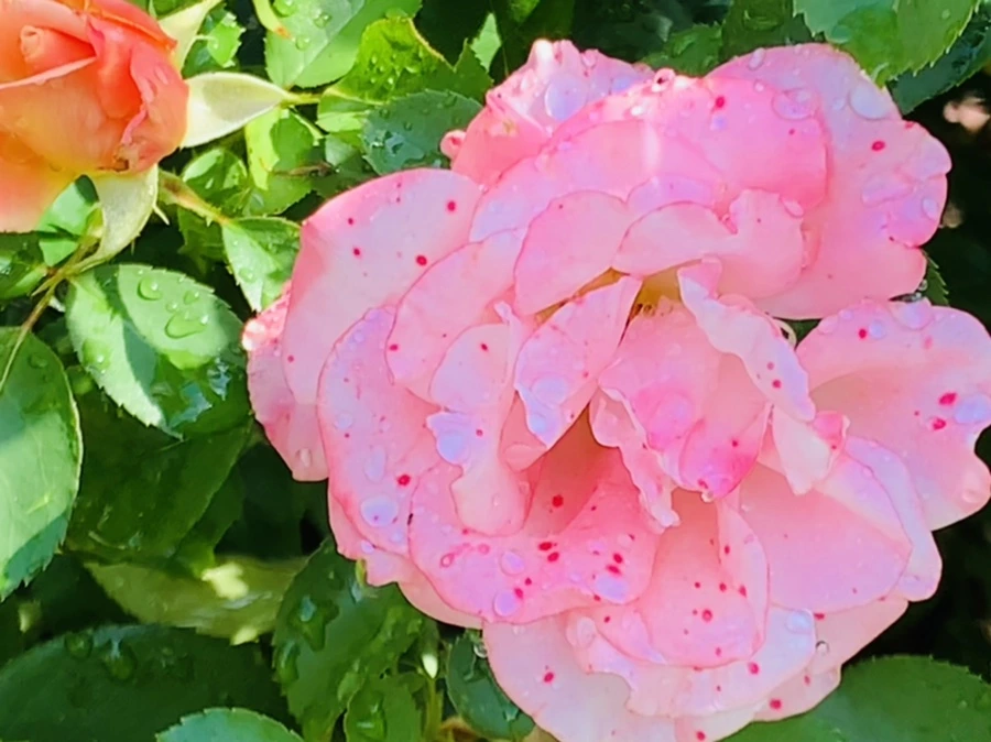 IMG_8459.jpg?type=w966