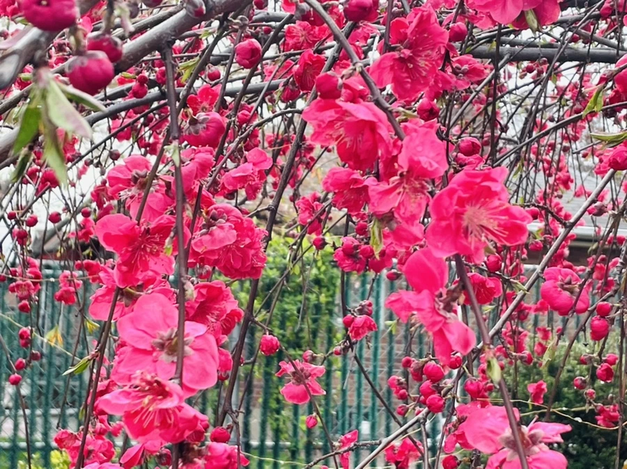 IMG_1264.jpg?type=w966