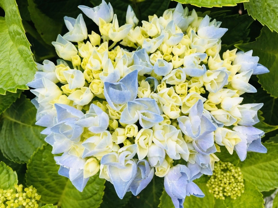 IMG_8790.jpg?type=w966