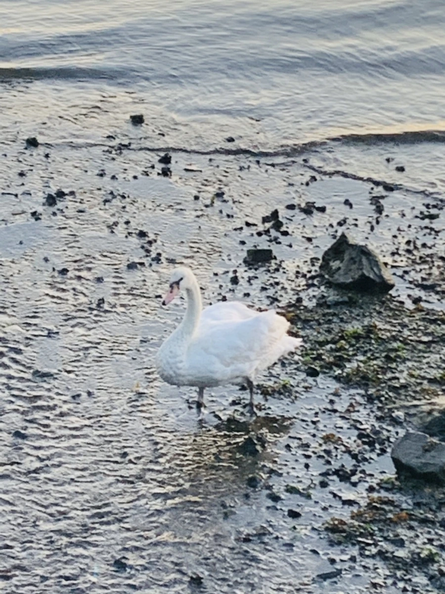 IMG_9493.jpg?type=w966