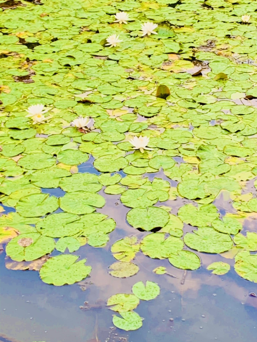 IMG_0415.jpg?type=w966