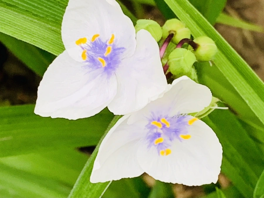 IMG_4804.jpg?type=w966