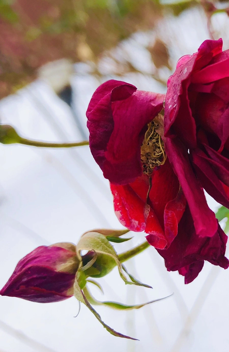 Usz7qQRRs40FLmOlEUuosJCXpDk