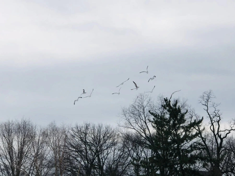 IMG_4334.jpg?type=w966