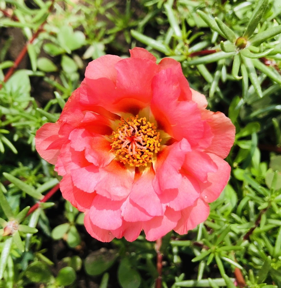 IMG_0915.jpg?type=w966