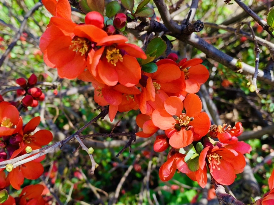 IMG_8502.jpg?type=w966