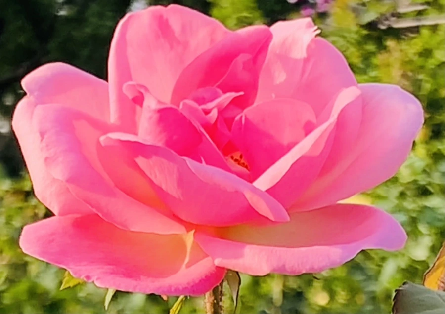 IMG_1218.jpg?type=w966