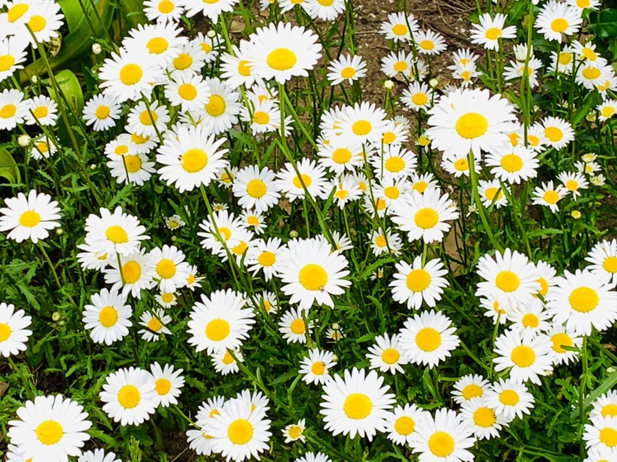 IMG_4915.jpg?type=w966