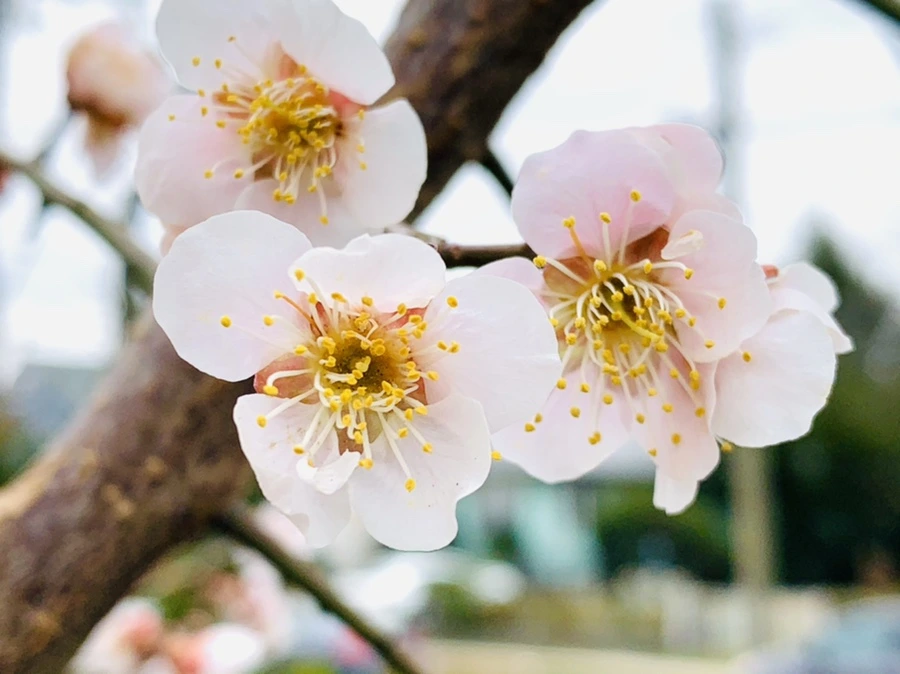 IMG_1678.jpg?type=w966