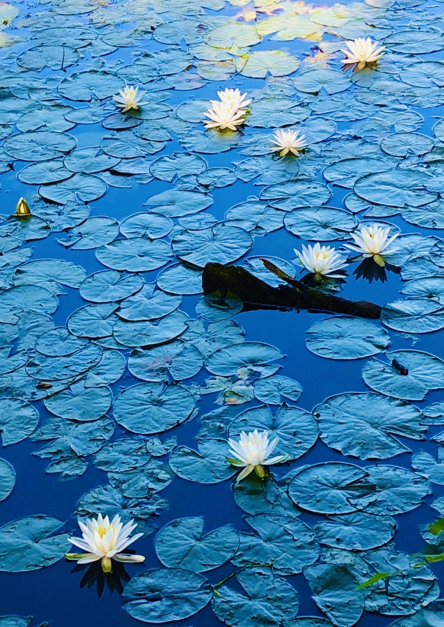 IMG_3795.jpg?type=w966