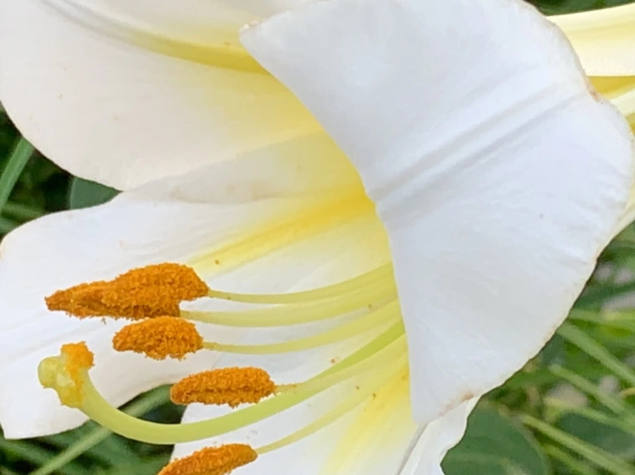 IMG_5658.jpg?type=w966