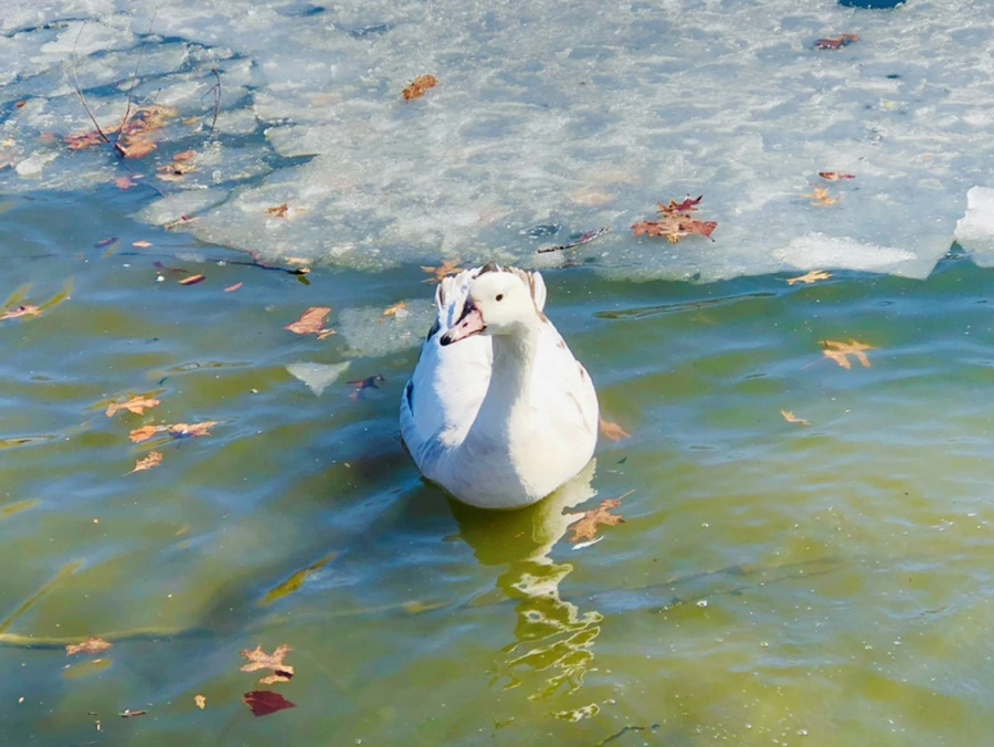 IMG_5197.jpg?type=w966