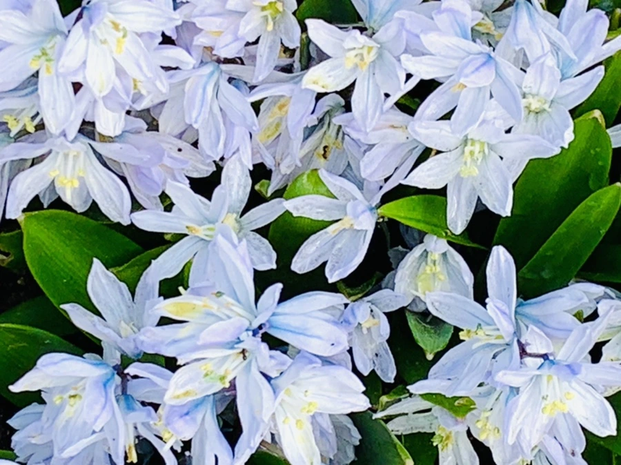 IMG_4117.jpg?type=w966