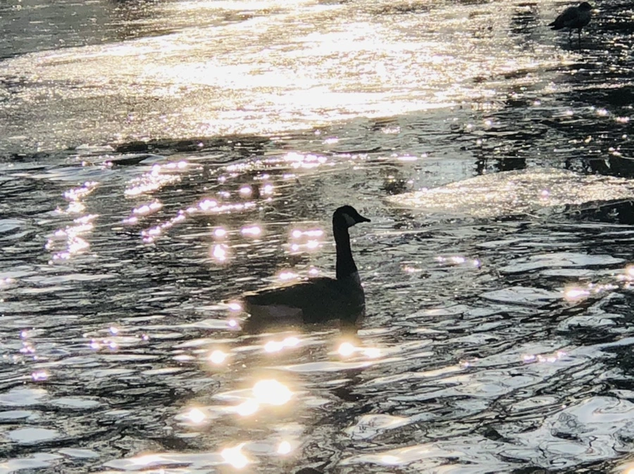 IMG_2828.jpg?type=w966