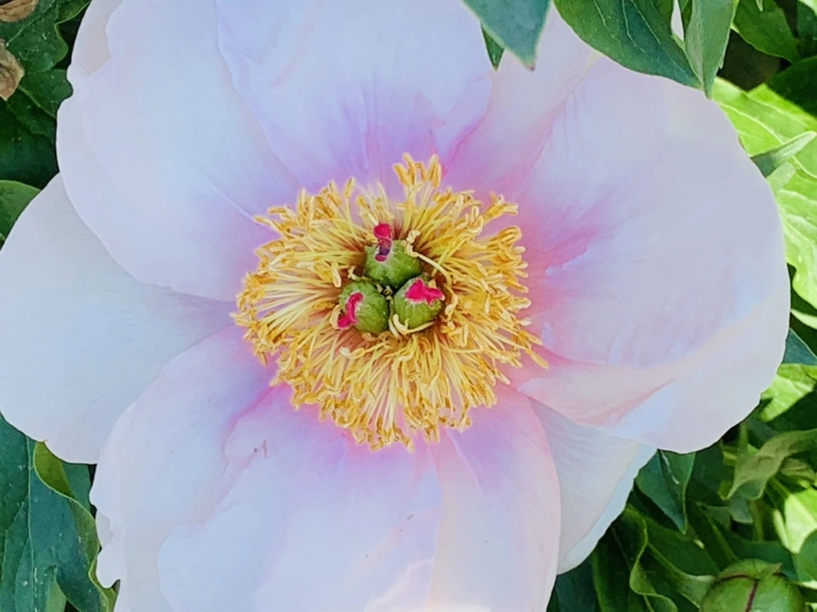 IMG_3991.jpg?type=w966