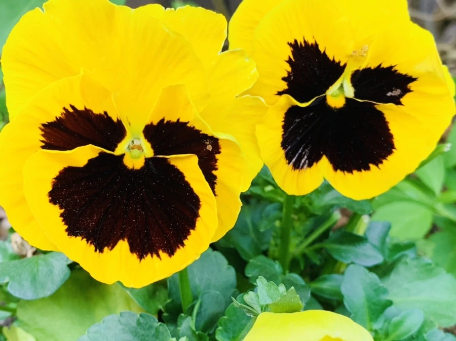 IMG_9032.jpg?type=w966