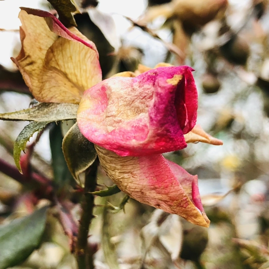 IMG_8790.jpg?type=w966