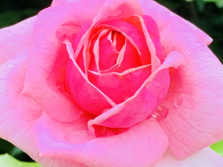 IMG_6890.jpg?type=w966