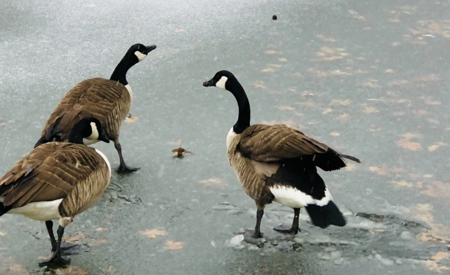 IMG_6002.jpg?type=w966