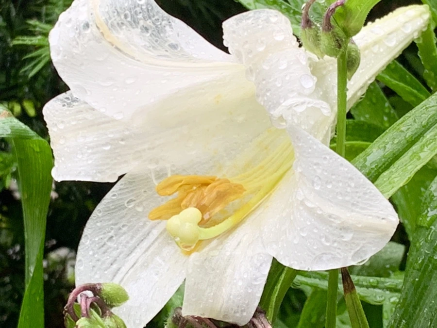 IMG_0114.jpg?type=w966