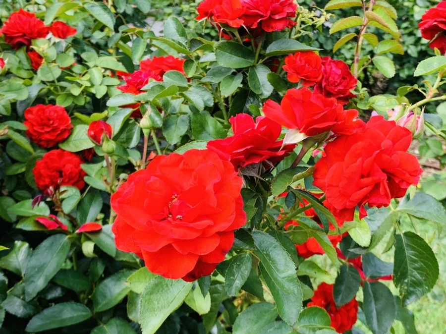 IMG_4953.jpg?type=w966