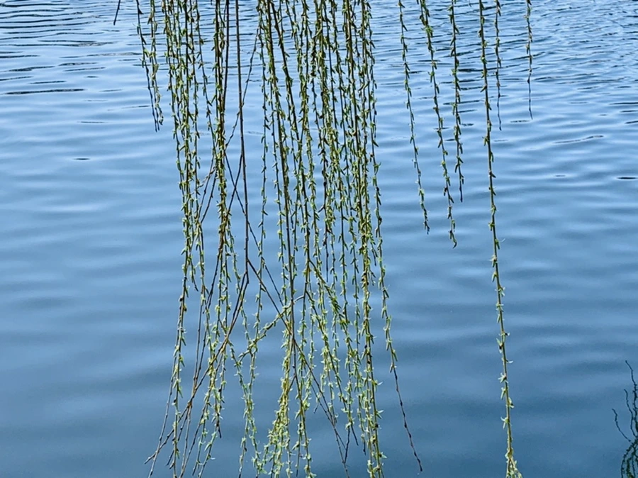 IMG_4424.jpg?type=w966